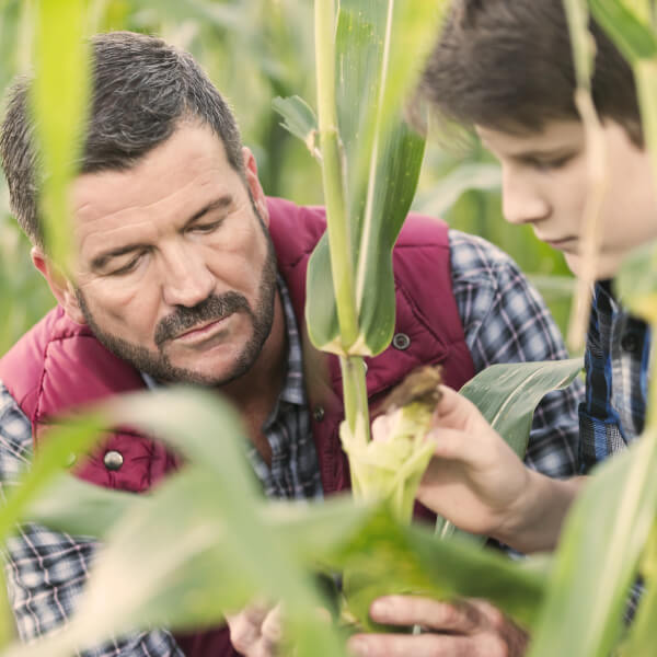 Father and son in corn field